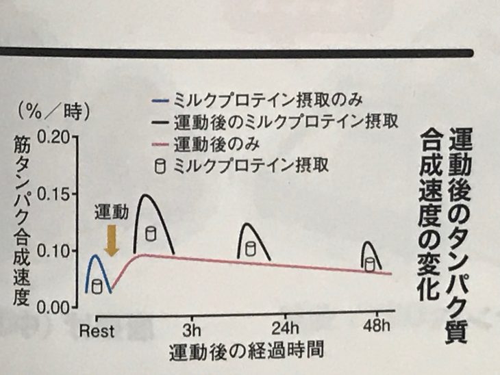 ブロテイン吸収速度